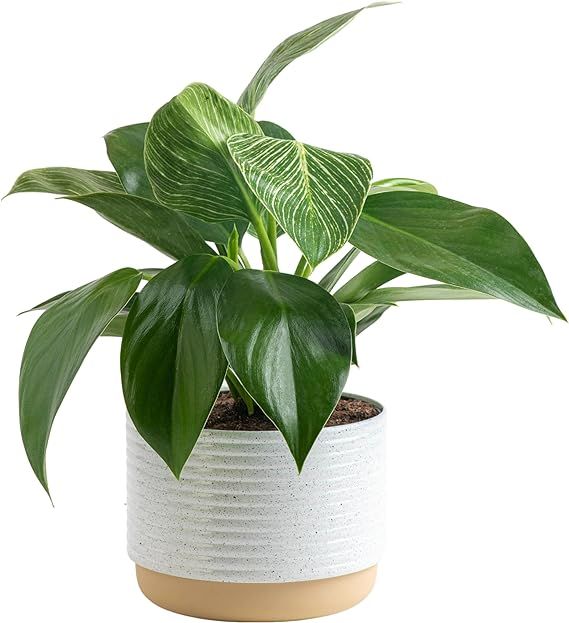 Costa Farms Live Indoor Philodendron Birkin Plant, Live Houseplant in Premium Modern Decor Plante... | Amazon (US)
