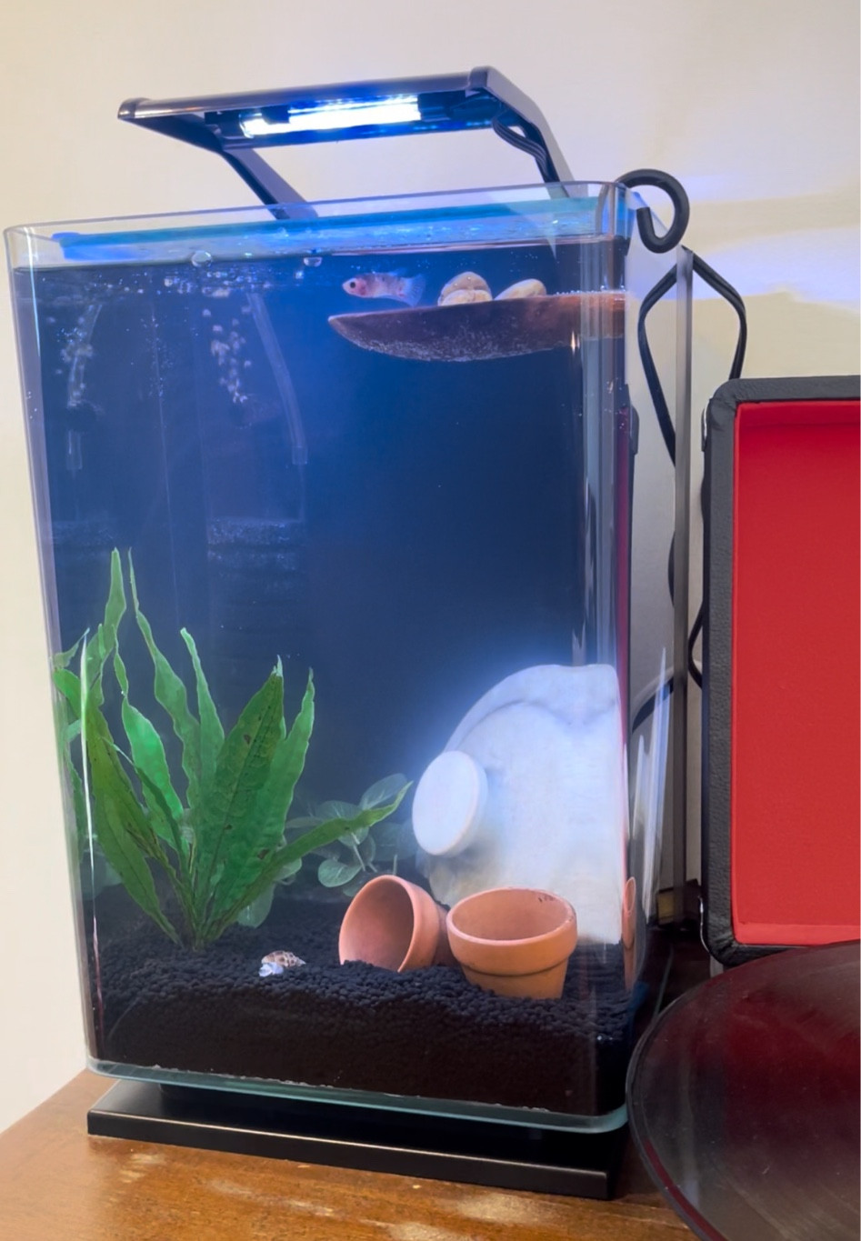 Everything I can link from my fish tank is linked! Linked are the exact items including the tank itself.

#LTKfamily