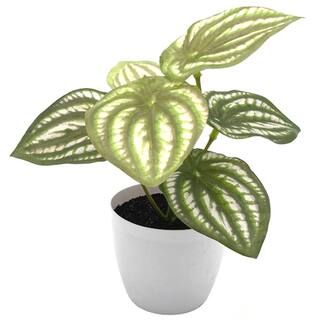 6" Potted Watermelon Leaf Plant by Ashland® | Michaels | Michaels Stores