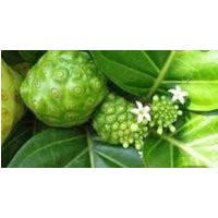 Fey Noni Sèche | Etsy (US)