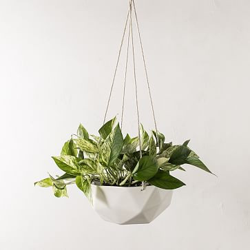 Convivial 2V Hanging Planter | West Elm (US)