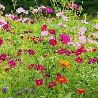 Monarch Butterfly Garden Mixture, Multiple Varieteies with Many Colors (300 Seed Packet) | The Home Depot