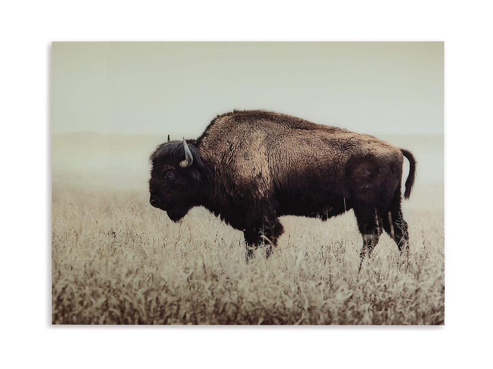 Brutus Wall Art | Ashley Homestore