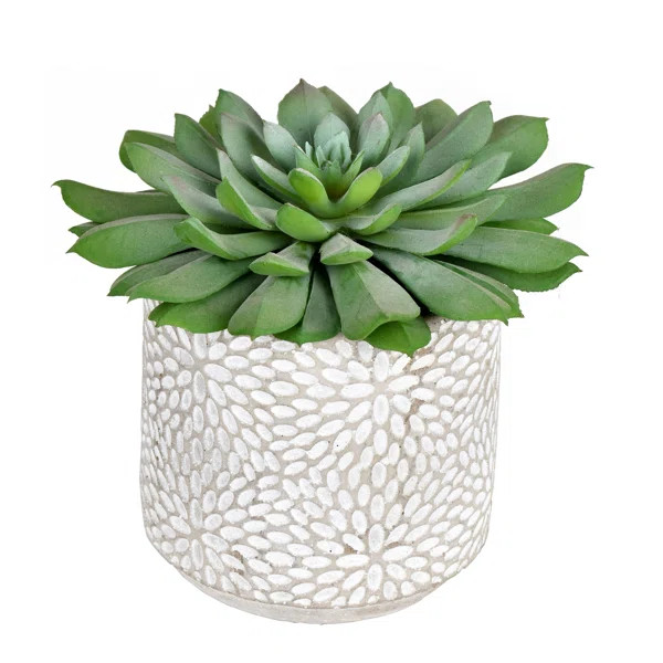 Artificial Succulent in Pot (Set of 2) | Wayfair North America