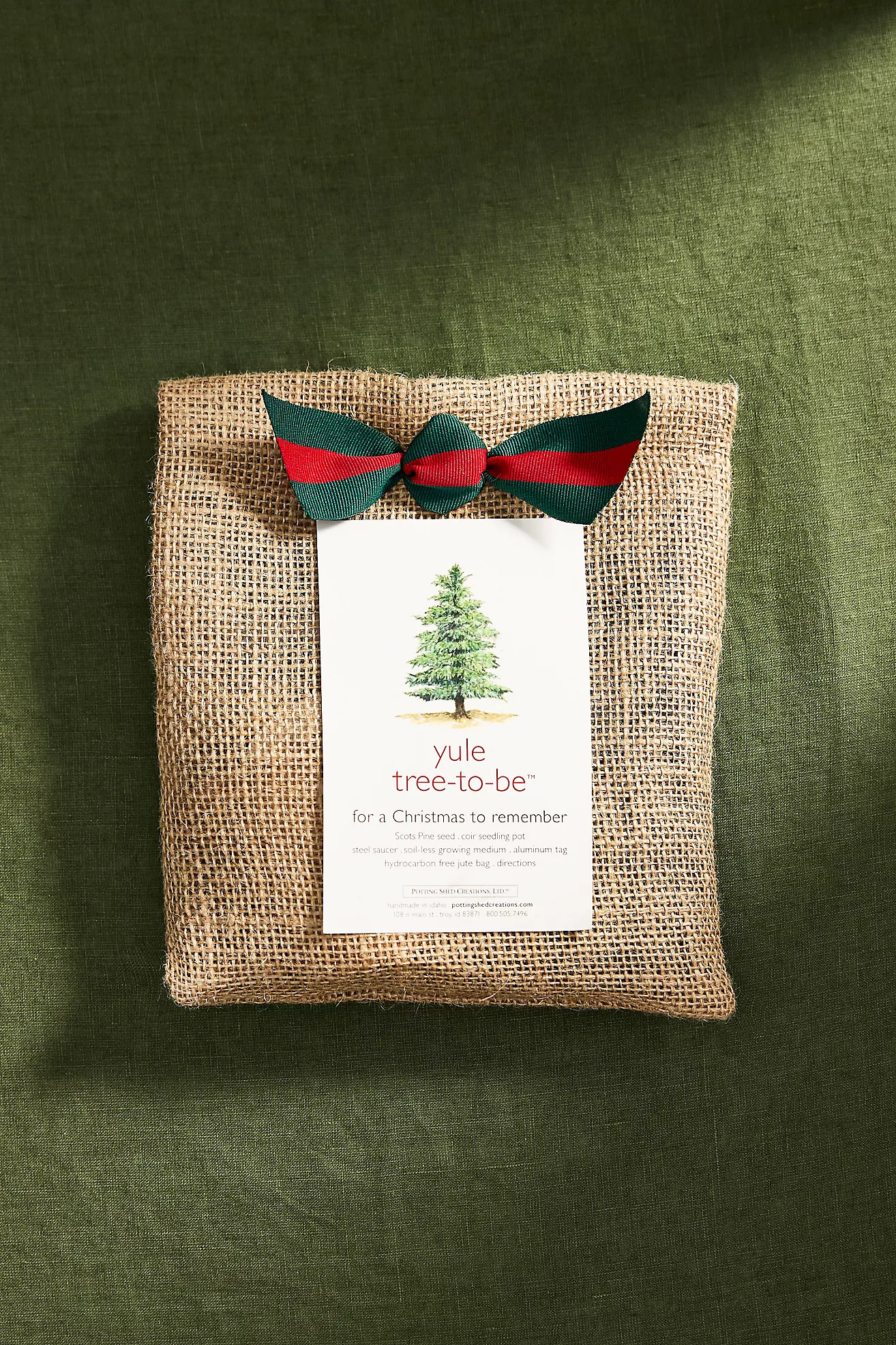 Yule Tree-to-Be Grow Kit | Terrain