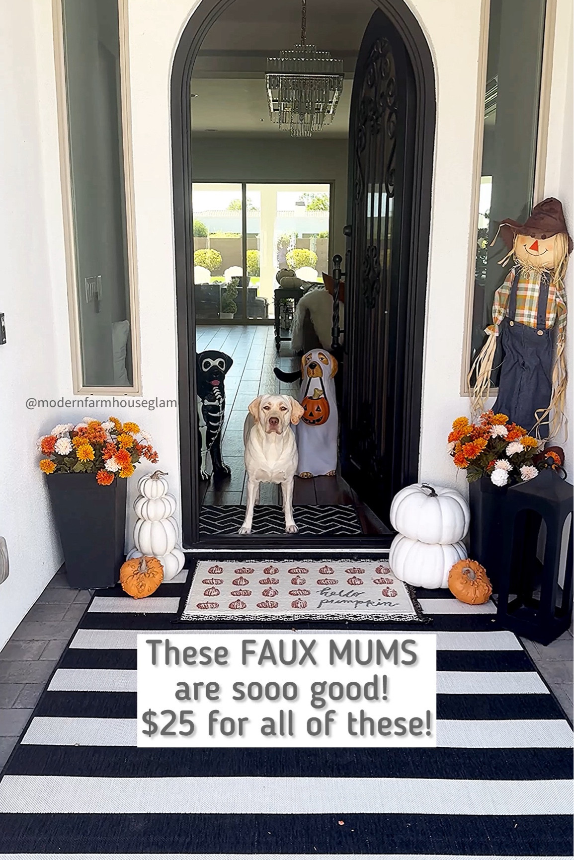Can you believe these mums are FAUX?!😳🌼🎃🍂

💲$25 for all of these mums to create the same look! 

✏️ I used 8 stems: 3 stems per planter of the orange and white ones + 1 each of the smaller orange stems to give some variety. Both linked for you and on sale right now online only-use my link! 

🔗 I also linked my new black and white 5x7 outdoor rug, scarecrow and more! 

🤯 I can’t get over how realistic these mums look! And they’re not crazy overpriced like other ones I’ve seen. 

Thanks for using my links to shop, I really appreciate it. XO Amy

#frontporch #pumpkins #mums  #fallvibes #fauxmums #chrysanthemums #modernfarmhouseglam #falldecorations #homehacks #fall #porch 

#LTKFallSale #LTKHome #LTKSeasonal