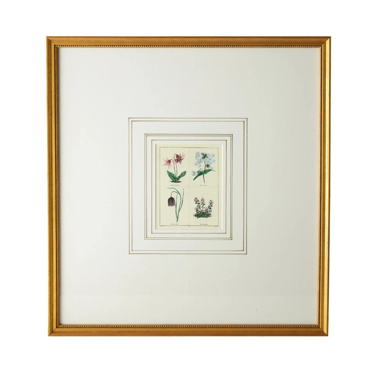 English Botanical Print I | Caitlin Wilson Design