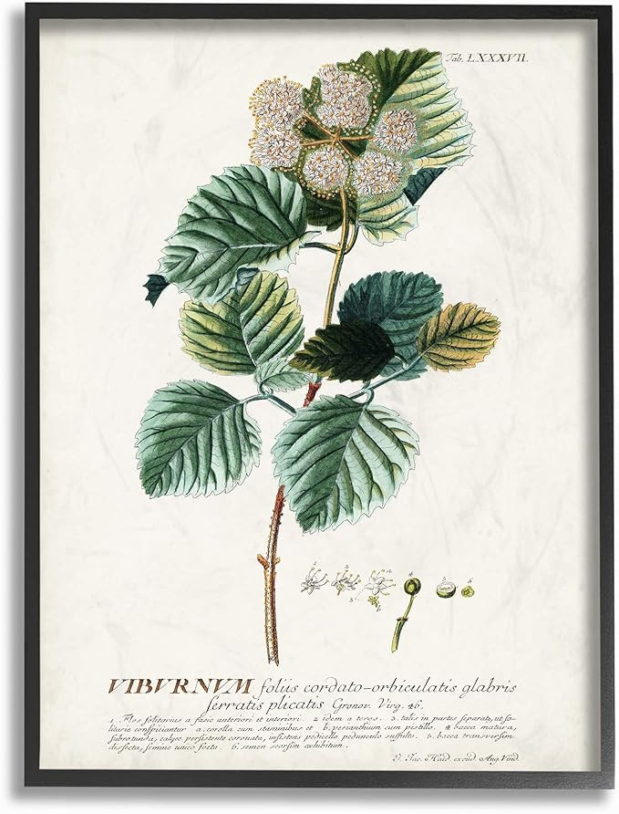Stupell Industries Botanical Plant Illustration Seeds Vintage Design Black Framed Wall Art, Multi... | Amazon (US)