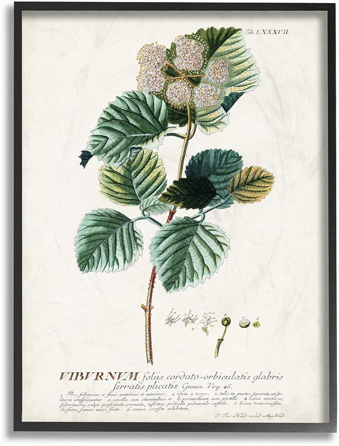 Stupell Industries Botanical Plant Illustration Seeds Vintage Design Black Framed Wall Art, Multi... | Amazon (US)