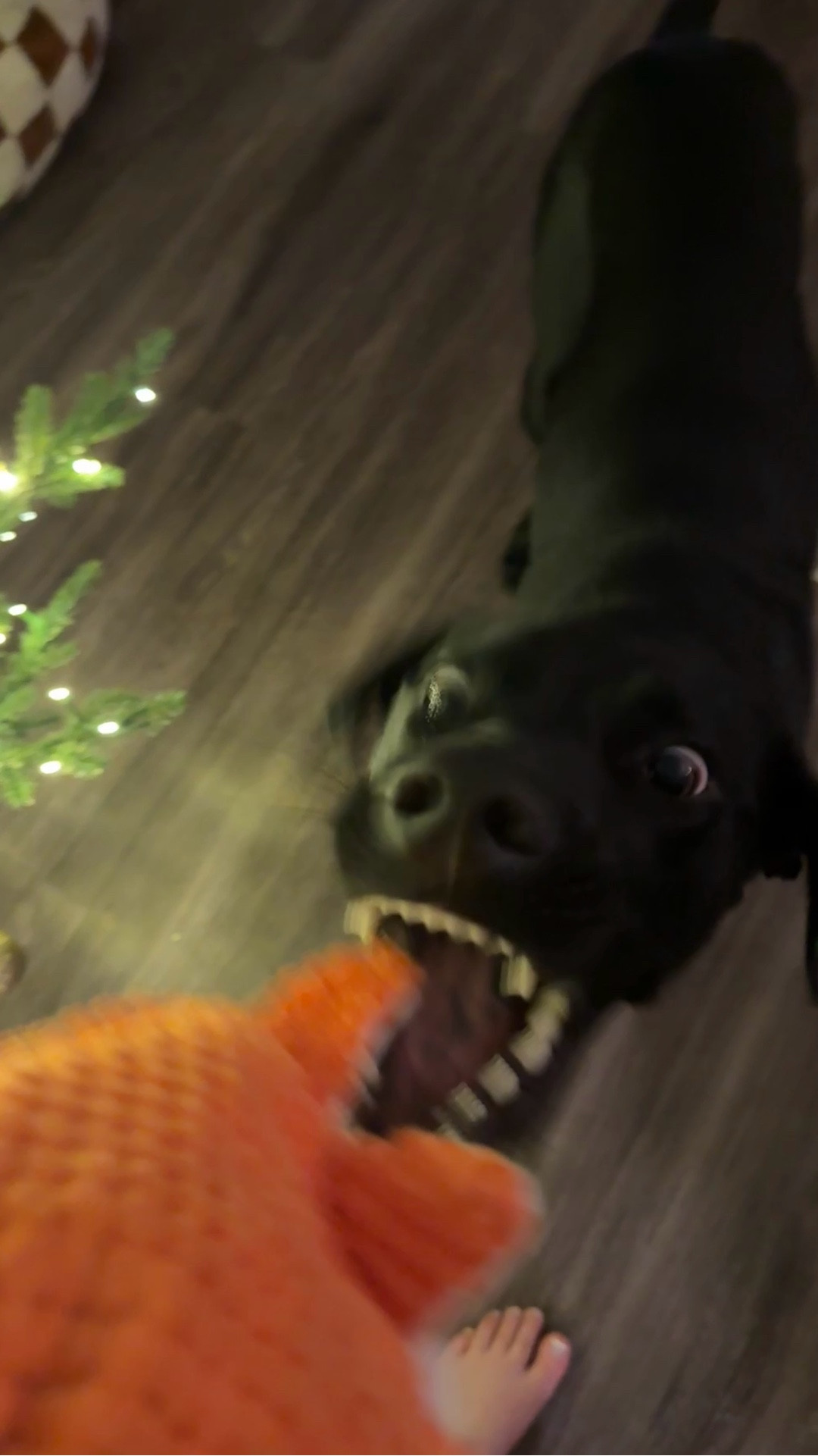 These toys are perfect for my puppy and he loves them! No stuffing to rip apart and spread throughout the house & he loves the flat texture of them

#dogtoys #puppytoys

#LTKdayinmylife