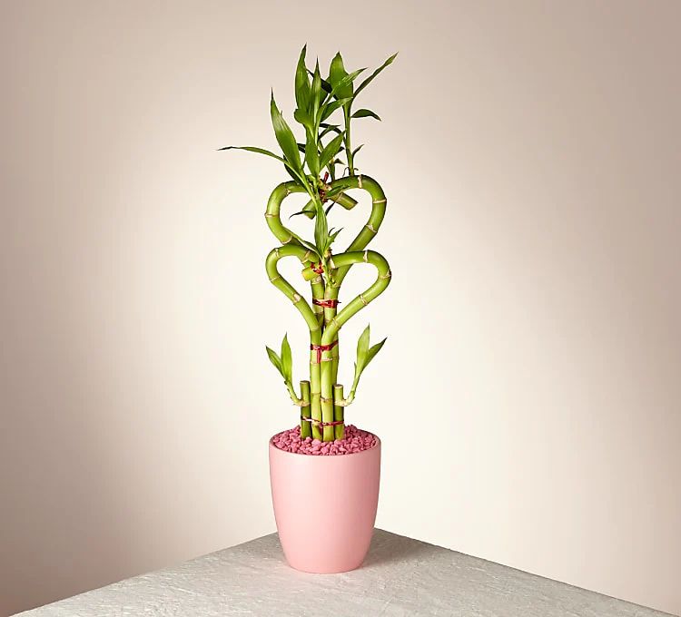 Better Together Double Heart Bamboo Plant | ProFlowers / ProPlants