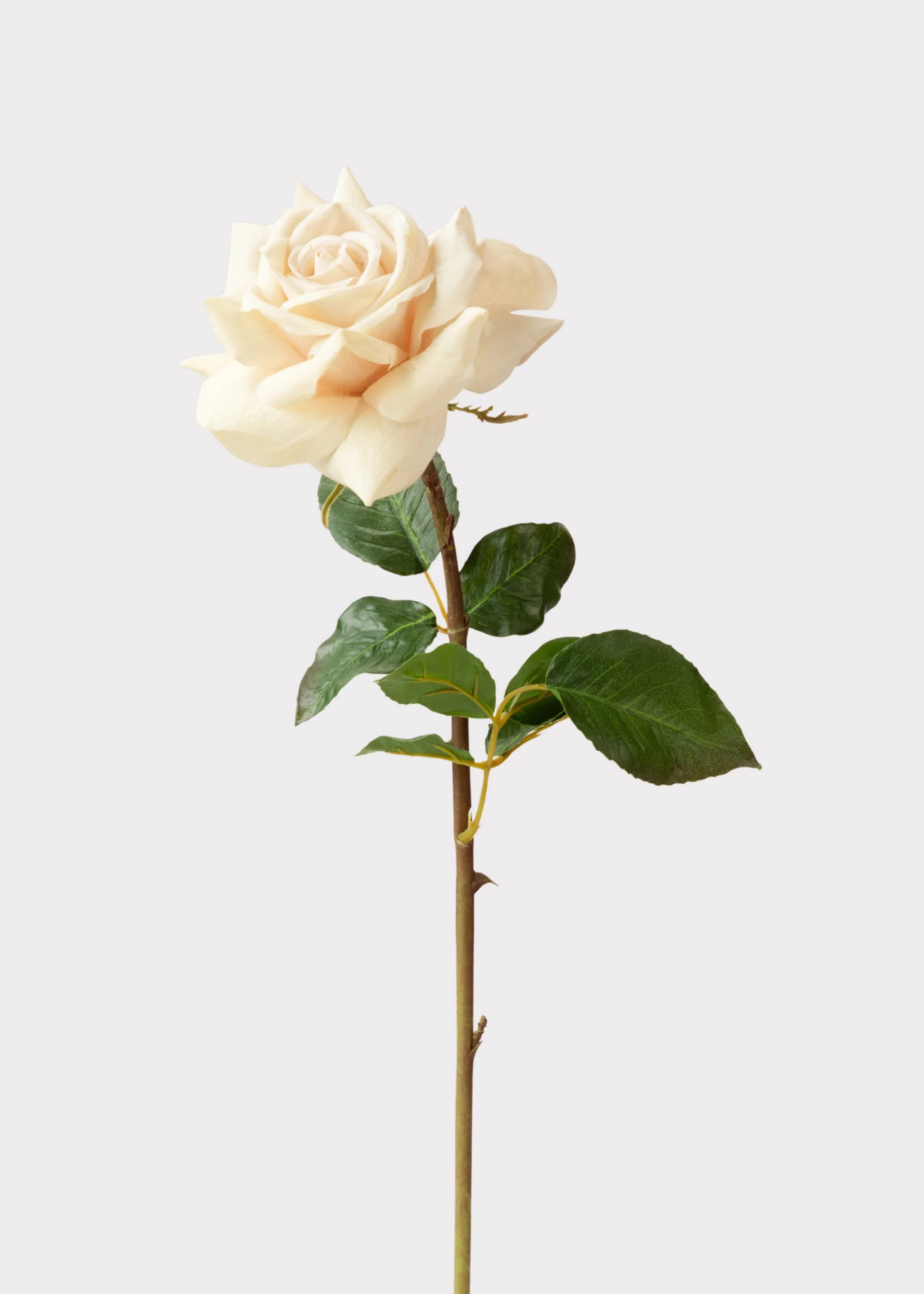 Beige Real Touch Duchess Rose Fake Flower - 20 | Afloral