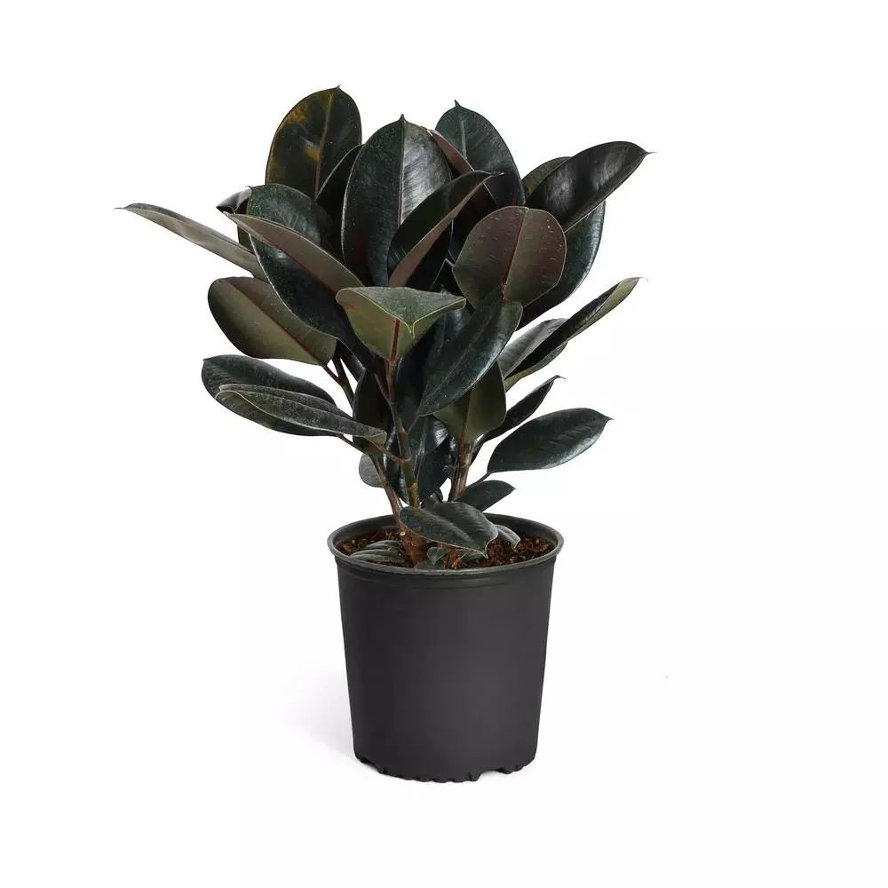 3 Gal. Rubber Plant Ficus Elastica Plant in Pot | The Home Depot