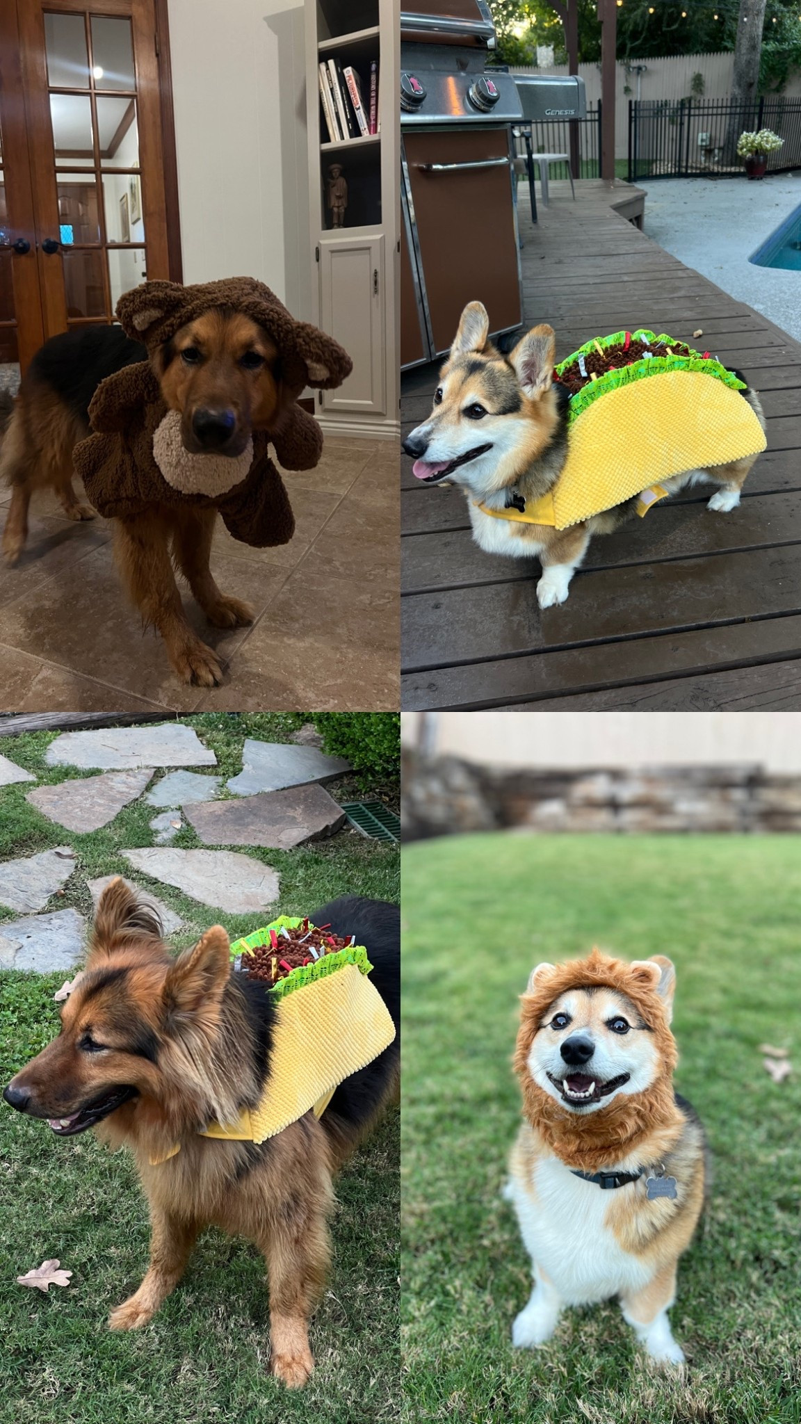 affordable dog costumes for your pup this Halloween! All of these are under $20 at @petco! #petcopartner #ad 
