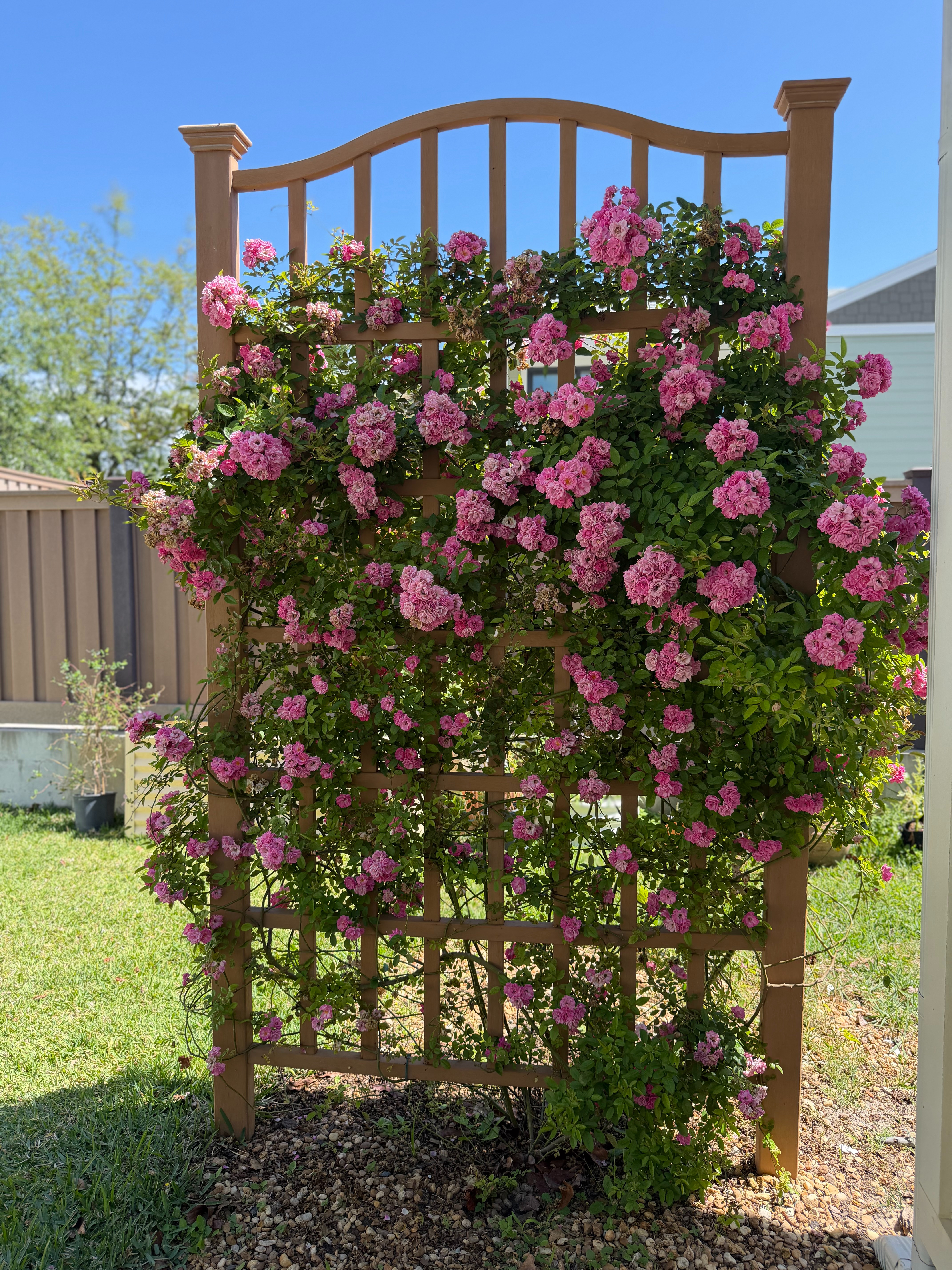 My beautiful Peggy Martin climbing rose trellis!  

 #LTKHome