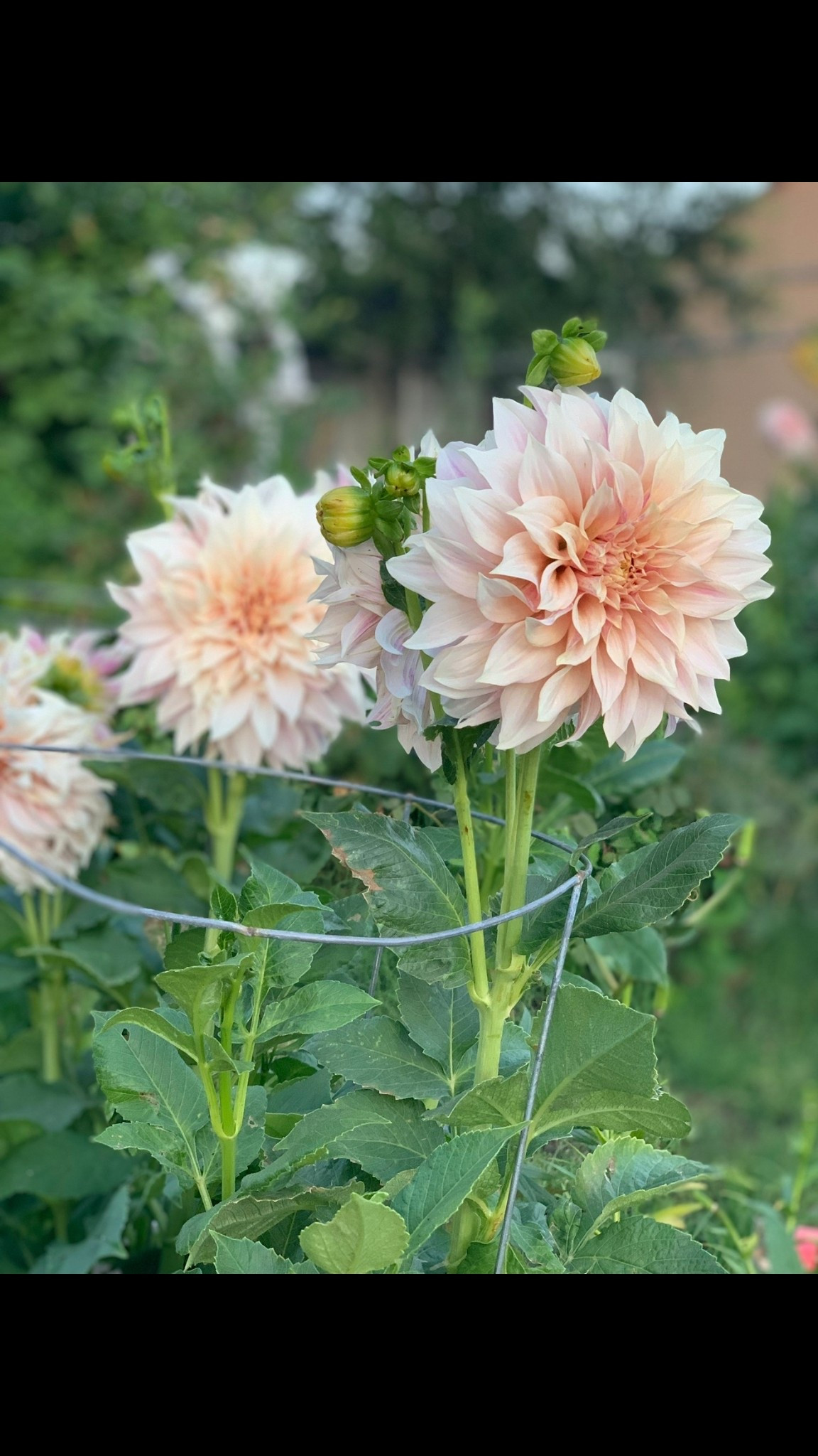 Beautiful dahlias in raised garden beds! They are perfect for weddings, bouquets, and will make a great Easter present (in your Easter basket!) or Mother’s Day gift! 💗 

#LTKSeasonal #LTKHome #LTKdayinmylife