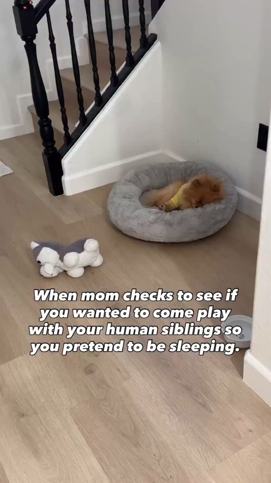 I’d rather be sleeping then to play with the kids… have you seen them lately ? @wearetheshieus they’re freakin WILD! #dog #seniorlife #seniorliving #funny #doglife