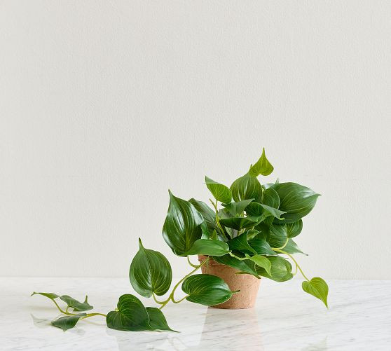 Faux Potted Trailing Houseplant | Pottery Barn (US)