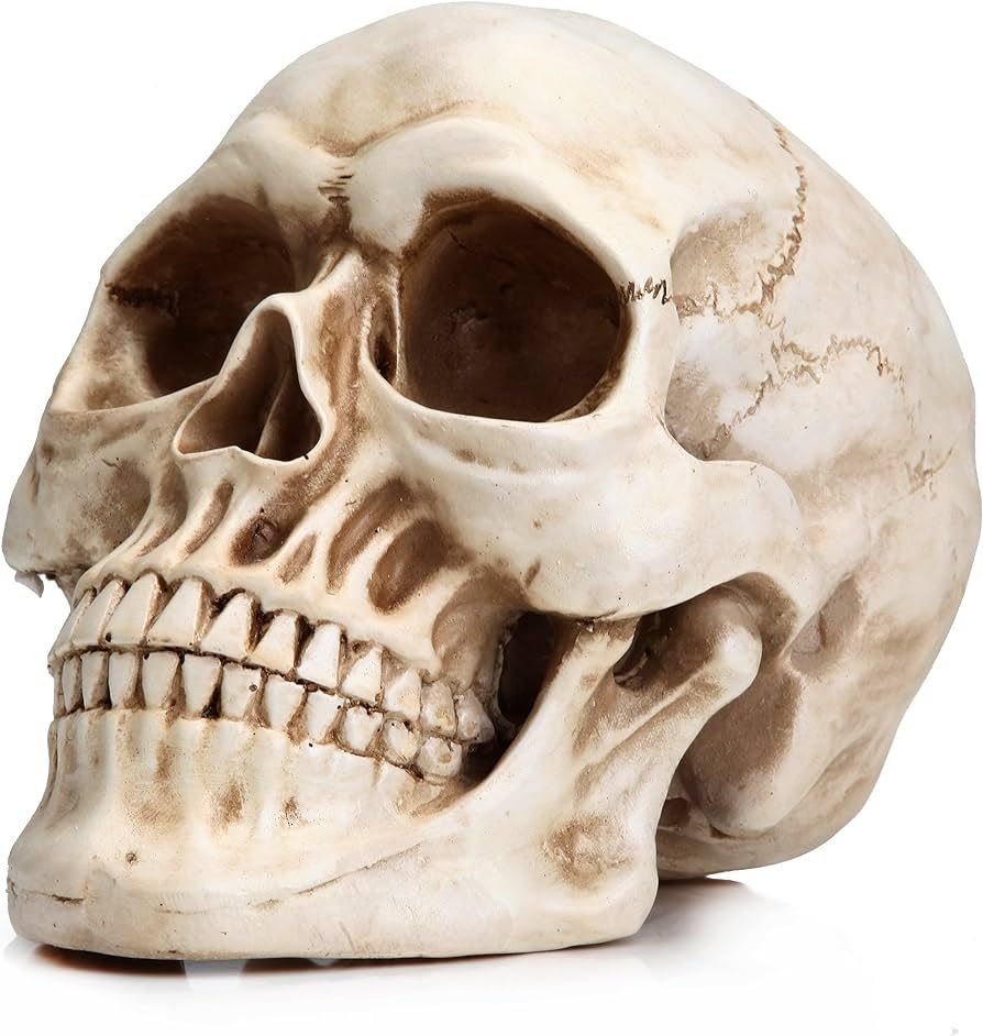 READAEER Life Size Human Skull Model 1:1 Replica Realistic Human Adult Skull Head Bone Model (Whi... | Amazon (US)