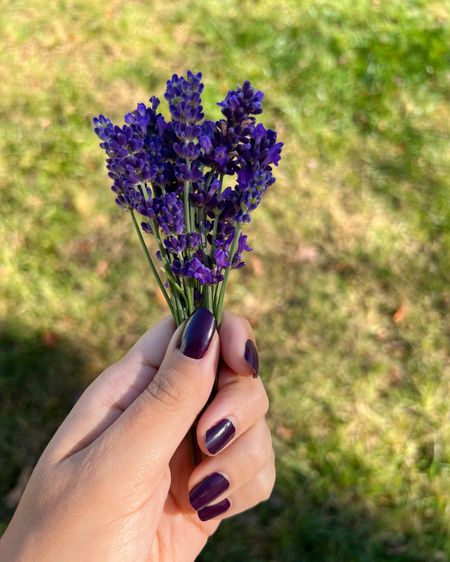 💜💜💜

#lavender #lavenderflowers #lavenderplant 

#LTKunder50 #LTKbeauty