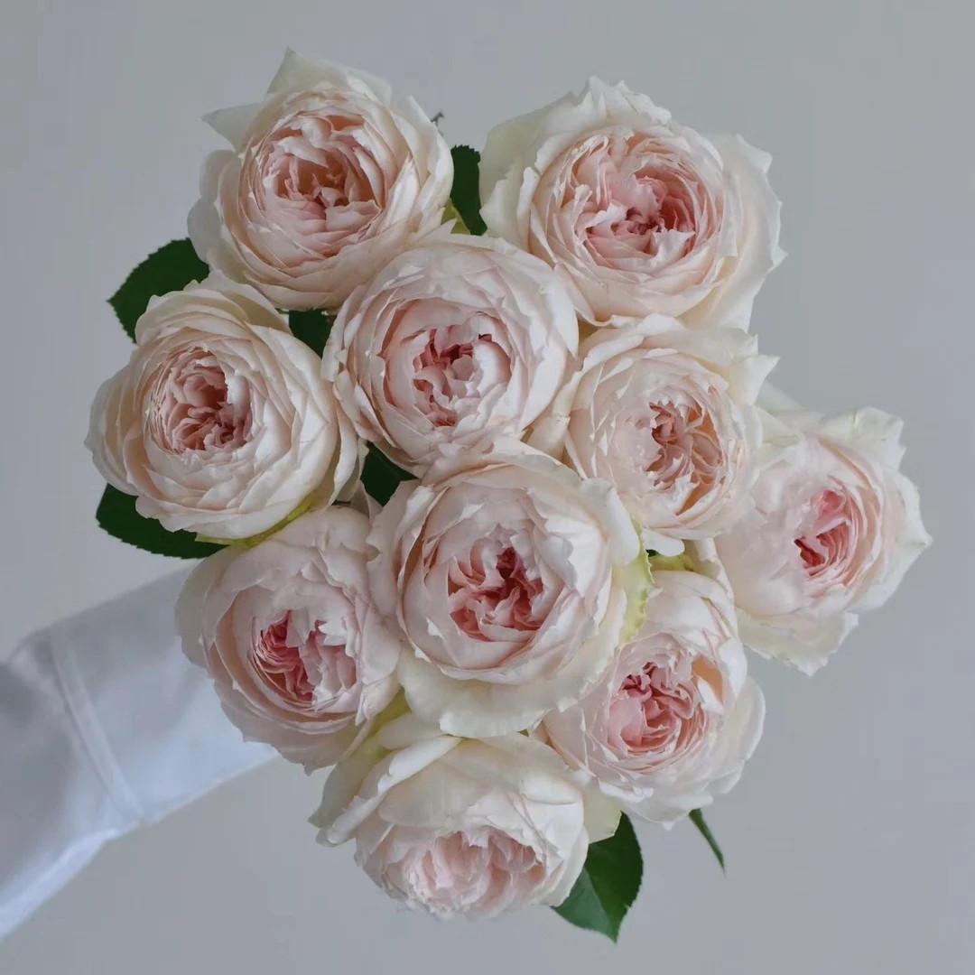 Rose Light Makeup 薄化妆 | Etsy (US)