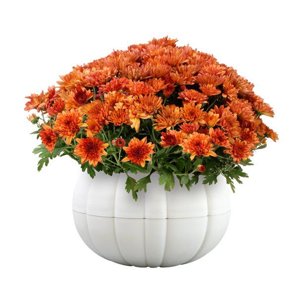 Better Homes & Gardens 8IN Mum Live Plant in Orange Pumpkin - Walmart.com | Walmart (US)