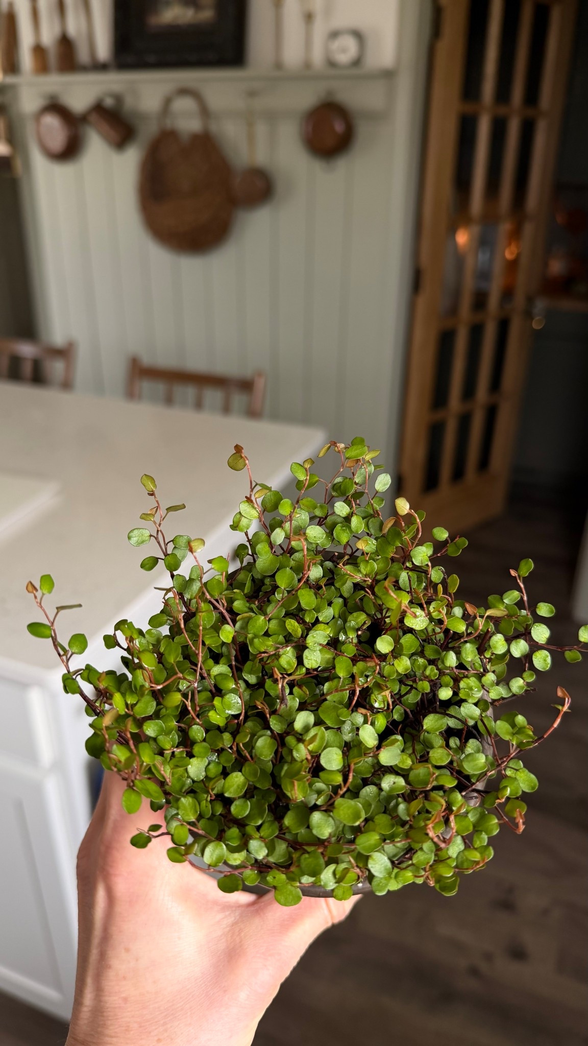 Angel vine live plant 

#LTKHome