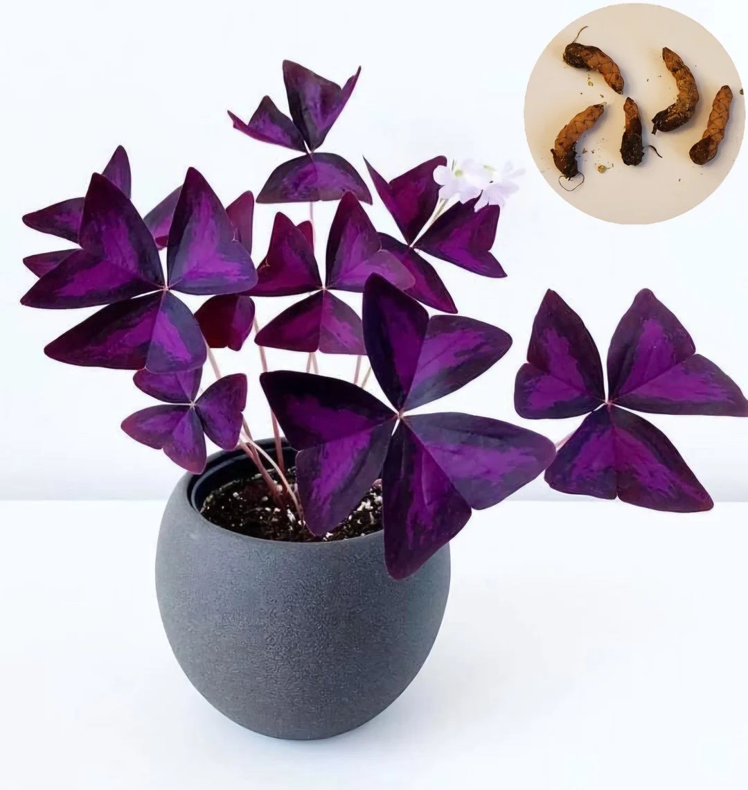 Oxalis Triangularis, also known as the Purple Shamrock, is a striking plant loved for its deep purple, triangular leaves that open and close with the light. This listing includes 5 healthy bulbs/corms, perfect for creating a full, vibrant pot. Easy to plant and fun to grow, simply space the corms about an inch apart and plant them vertically with the narrow end facing up to enjoy fast growth and dramatic foliage indoors or out.
#OxalisTriangularis #PurpleShamrock #BulbPlants #IndoorPlants #EasyToGrow #PlantLovers #HouseplantDecor #EtsyPlants #PurplePlants

#LTKFindsUnder50 #LTKSeasonal #LTKHome