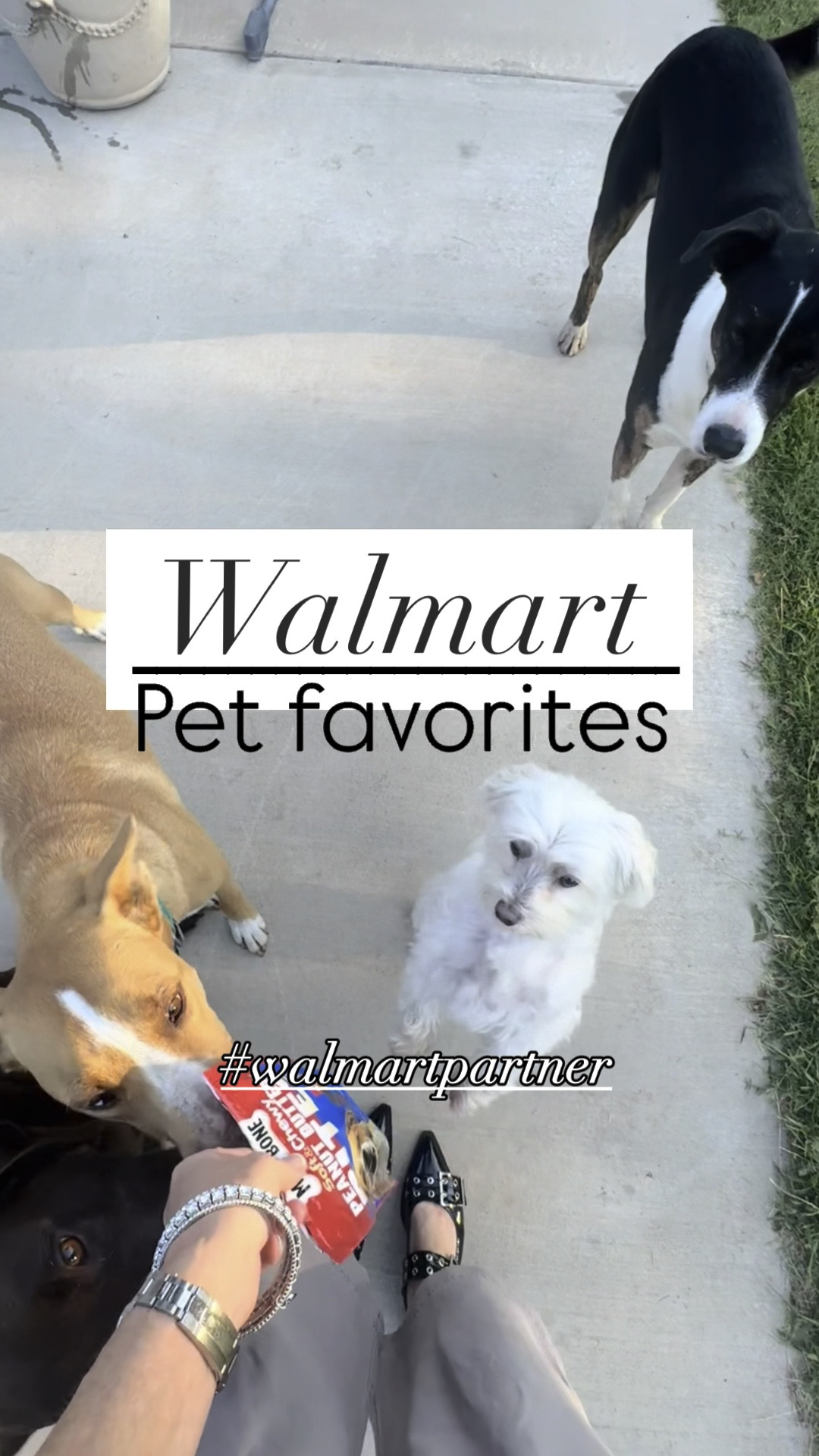 @walmart pet favorites to keep all 4 of my dogs healthy, happy, and pampered #walmartpartner 

Everything is linked in my profile in the @shop.LTK app Search TheSpoiledHome in the search bar to find and follow my profile. You can also source and shop all links by clicking link in bio- @thespoiledhome #liketkit 

#LTKVideo #LTKHome