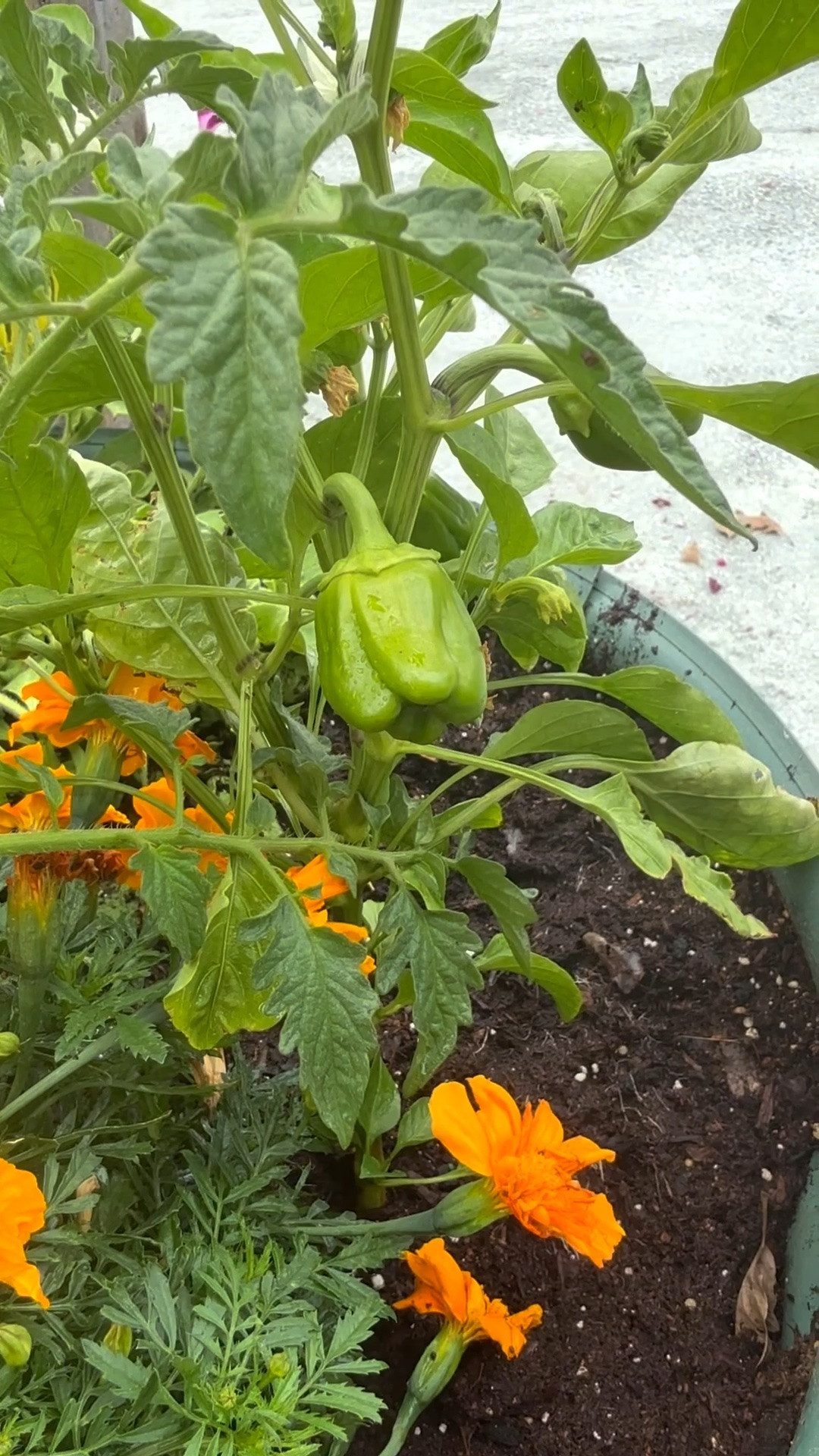 I love my raised garden beds from @Wayfair! I have two and were planning on purchasing a cattle panel so the cucumbers can grow vertically all summer long! Right now I have cucumbers, basil, cherry tomatoes, jalapeños, and red bell pepper plants growing in my garden! It’s great being able to walk out my door and pick vegetables!!! ❤️

#LTKdayinmylife #LTKHome #LTKSeasonal