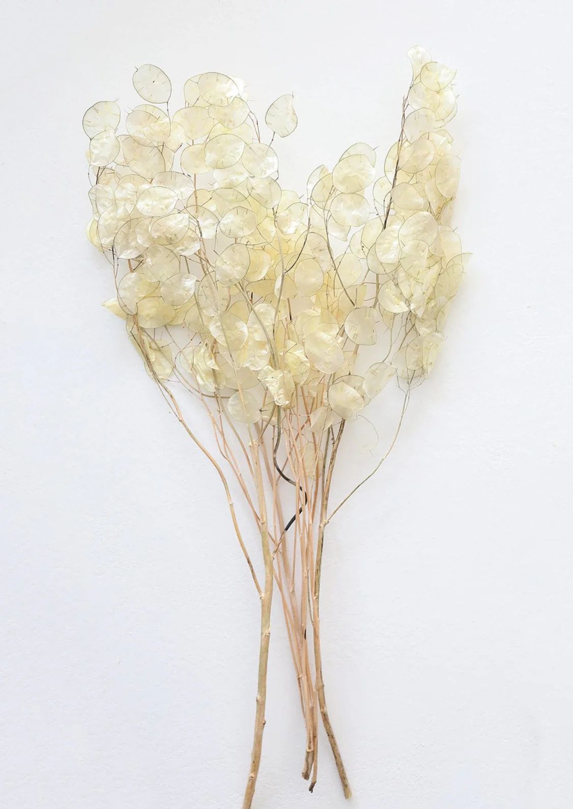 Natural Dried Lunaria Flowers - 24-34" | Afloral