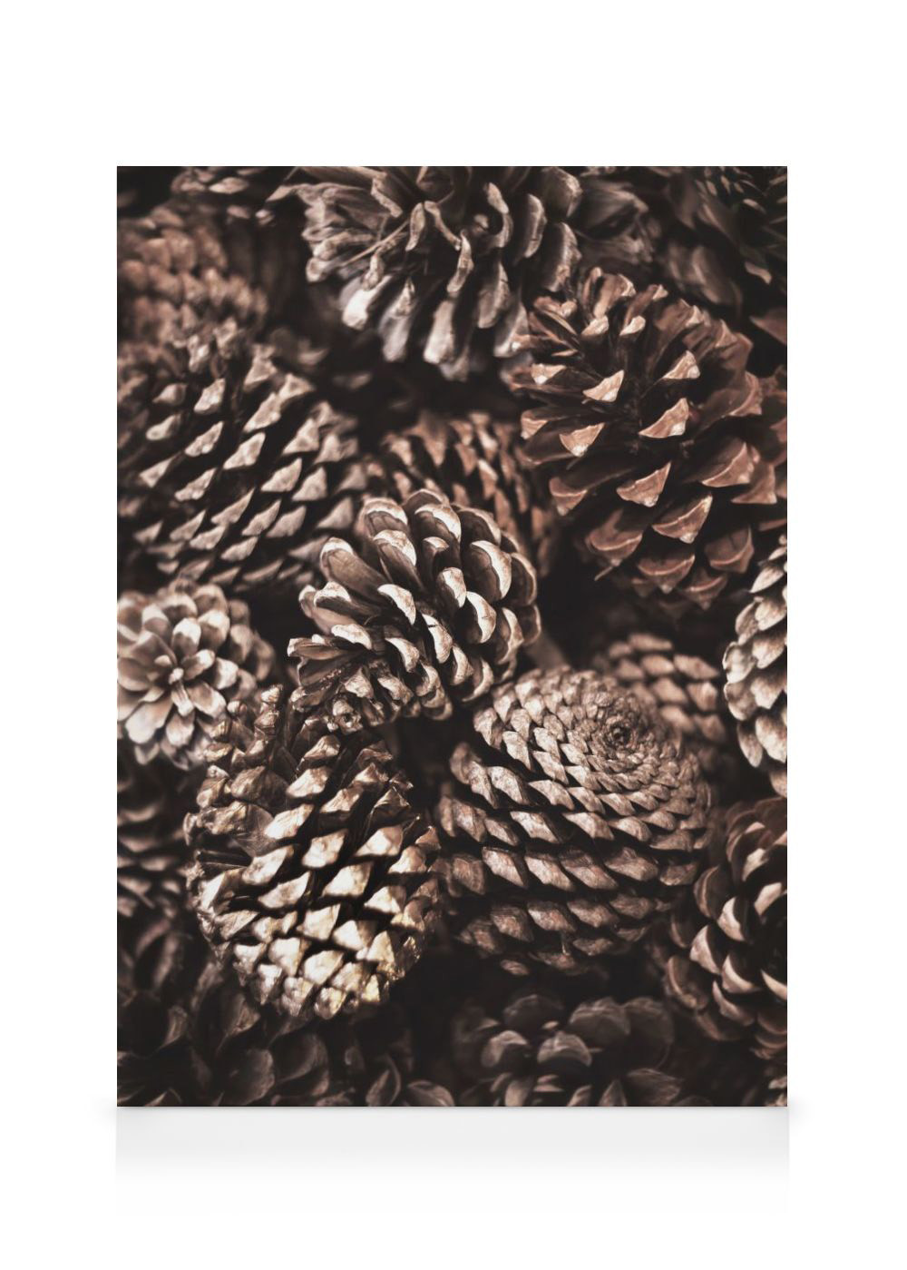 Pine Cones Canvas print | Desenio