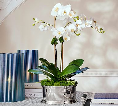 Brandon Maxwell Kady Silver Julip Potted Orchid | Pottery Barn (US)