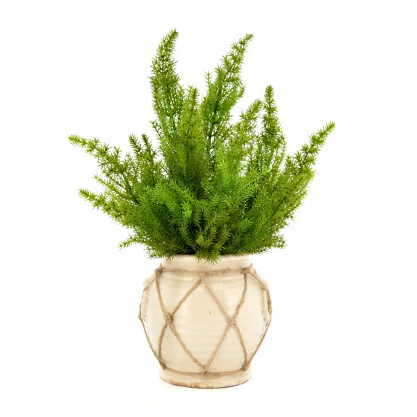 14'' Faux Cedar Plant in Ceramic Vase | Wayfair North America