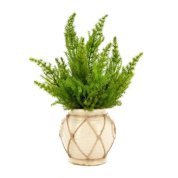 14'' Faux Cedar Plant in Ceramic Vase | Wayfair North America
