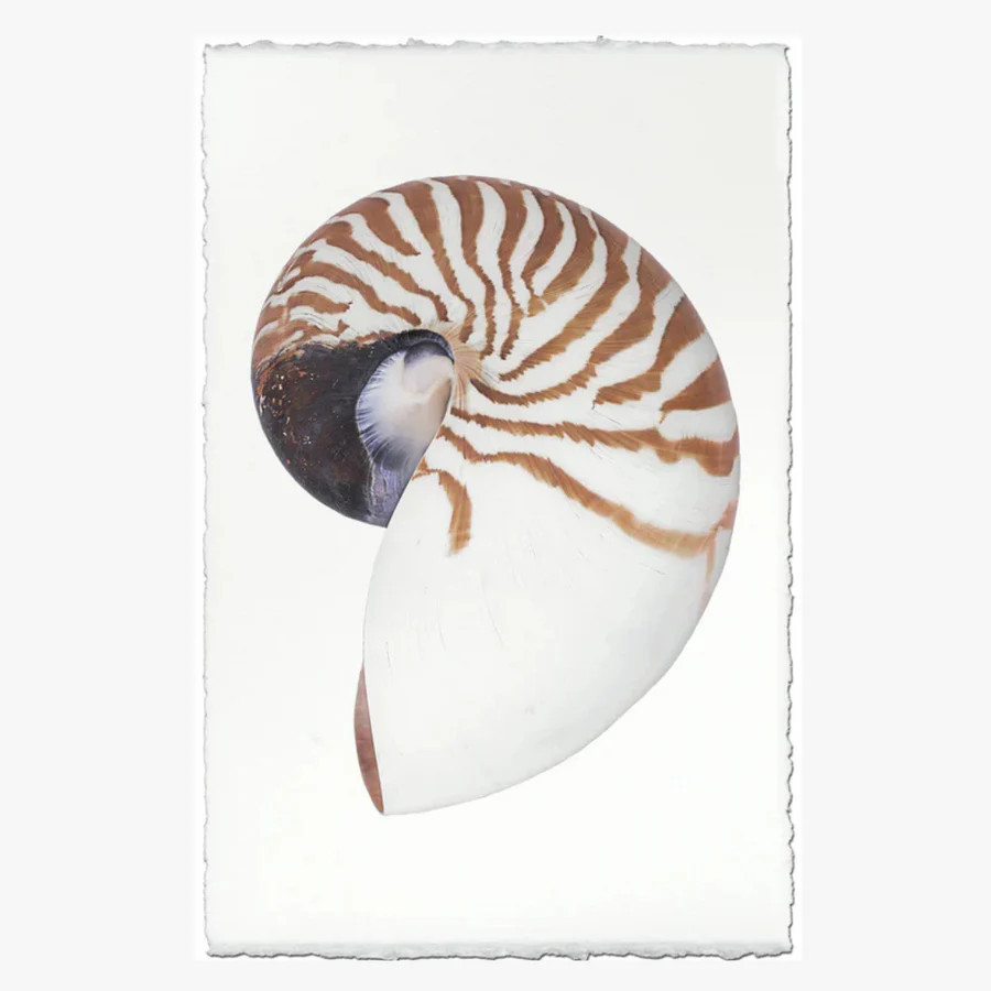 Chambered Nautilus Art Print | Dear Keaton