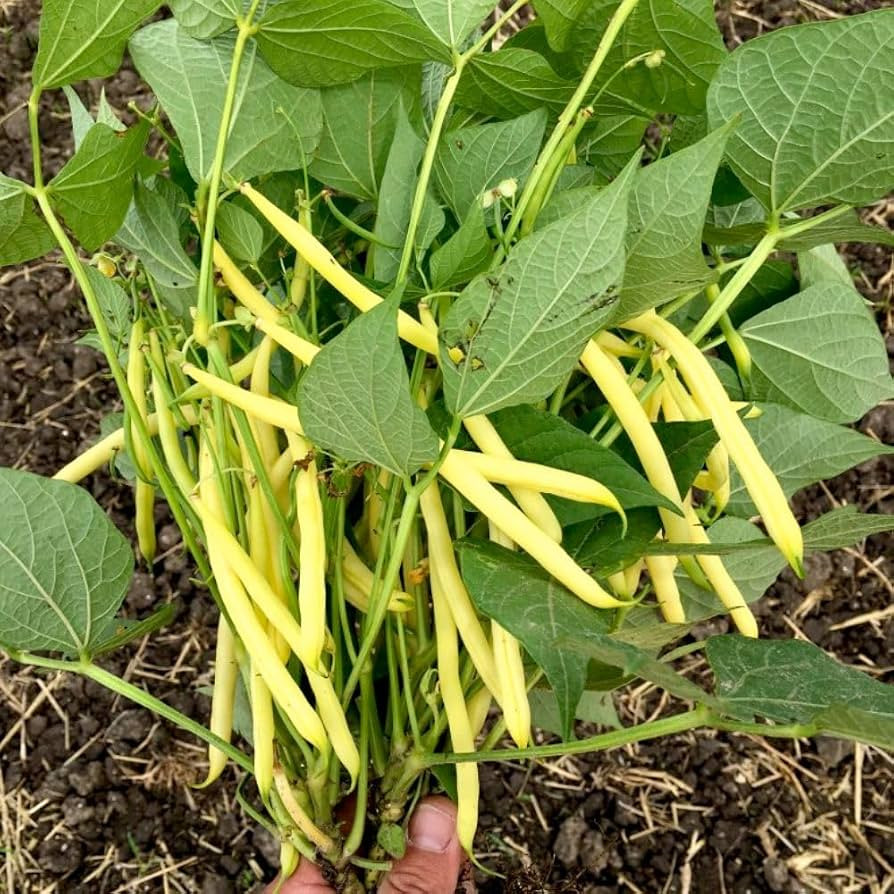 Dwarf Bean 'Dior' Seeds - High-Yield French Bush Beans, Disease-Resistant, RHS Award Winner - 1 P... | Amazon (UK)