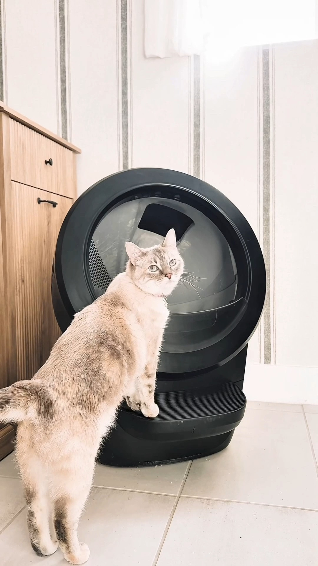 A cute little kitty will solve all of my problems… as long as I don’t have to scoop poop 🙃 

@litterrobot to the rescue. I manually scooped poop for literally 1.5 days after Miss Abigail came home with us and then I had to buy one. LIFE CHANGING. Truly. Thank you little robot 💩🤖 

#LTKmomlife #LTKstorytime #LTKHome