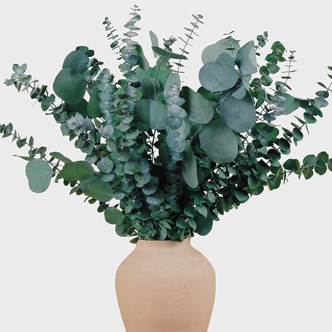 22 Pcs Large Dried Eucalyptus & Silver Dollar Leaves Bundle - Natural Real Fresh Eucalyptus, 17" ... | Amazon (US)
