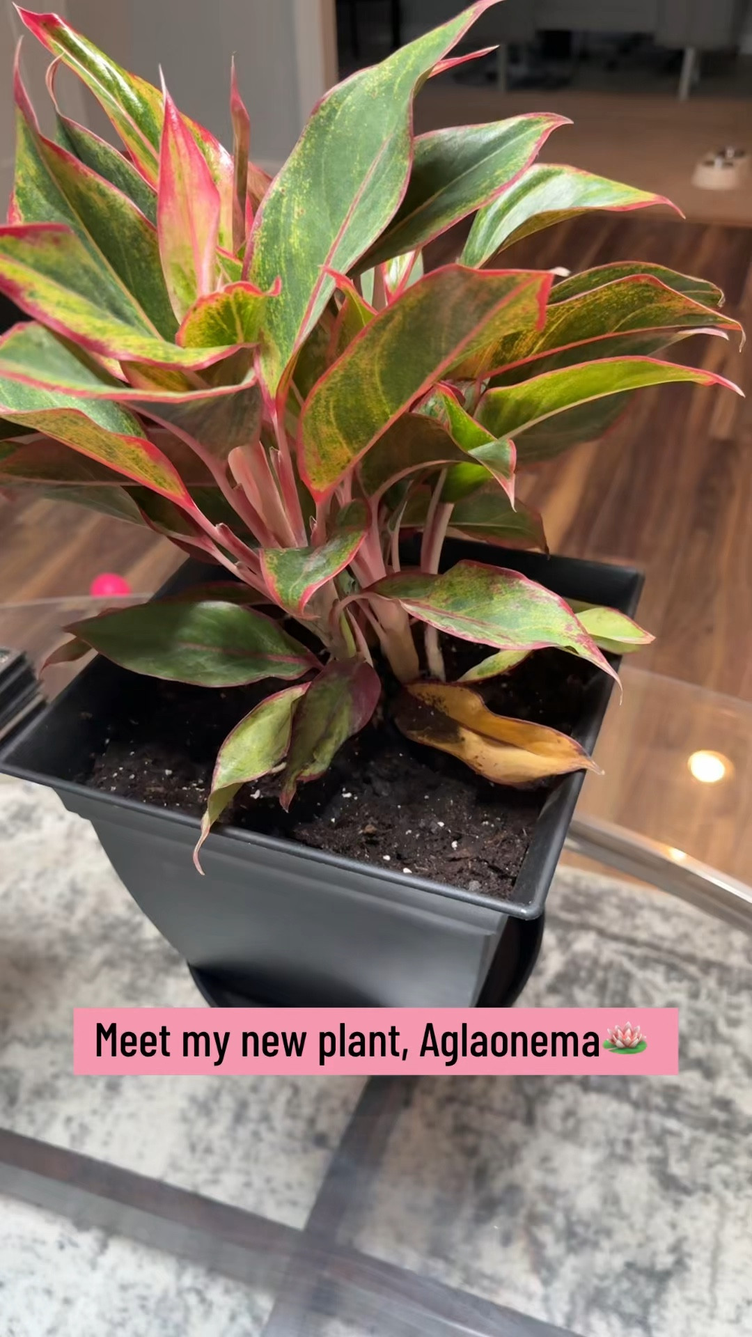 My latest tropical find. If it's pink, it's meant for me. 🩷 #creatorsearchinsights #aglaonemaplants #planttok🌱 #ilovepink #tropicalplants

#LTKHome #LTKBeauty #LTKU