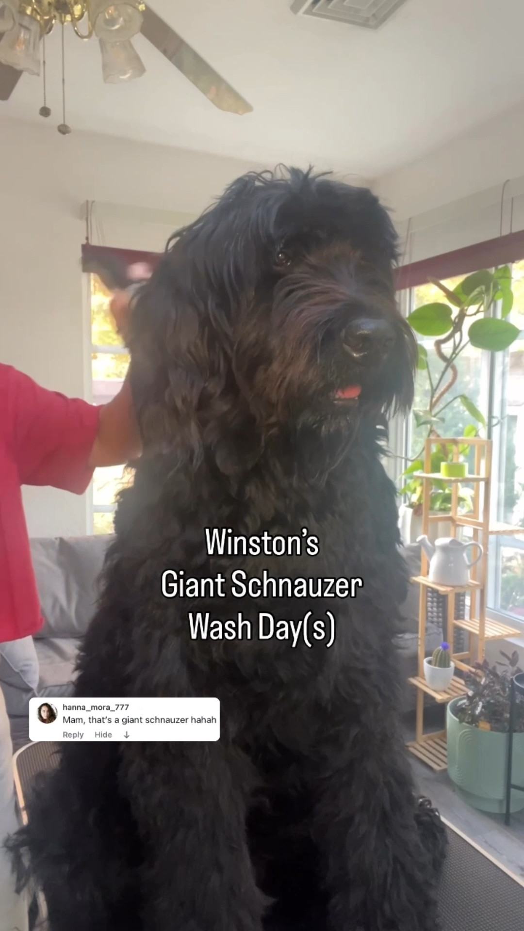 Winston’s Wash Day! My exact shears are no longer available, but adding a similar listing. We’ve had the clippers for a while and can USUALLY get away with a full cut on one charge, but this was a bit extra work for him  

#LTKFamily #LTKPets #LTKSeasonal