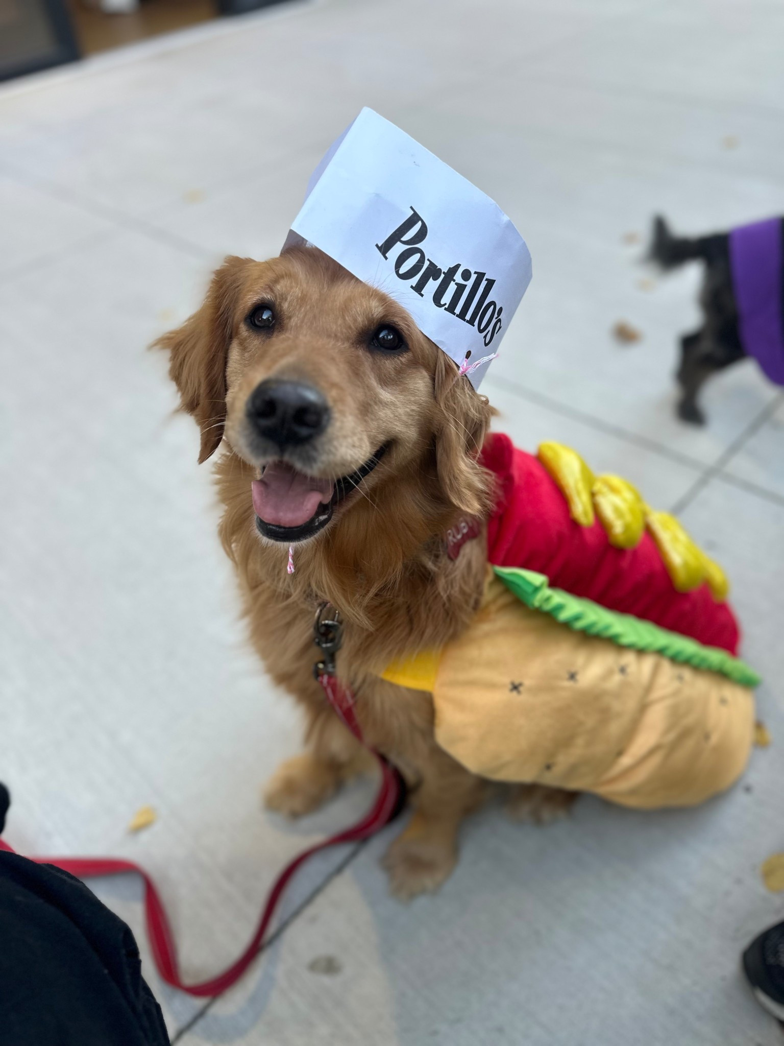 Dog mom here is getting ready for Halloween mode!! What are you dressing up your pet as? #halloween

#LTKFindsUnder50 #LTKFindsUnder100
