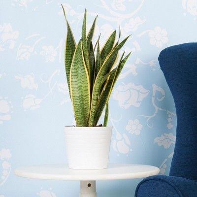 1pc Snake Plant - Cottage Hill | Target