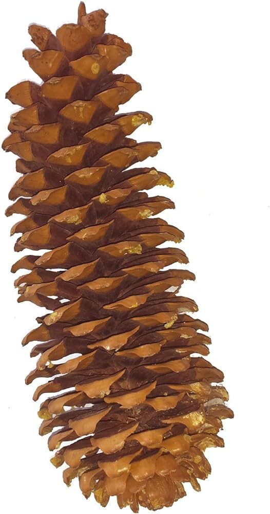 DriedDecor.com Sugar Pine Cones 11-18 inches long | Amazon (US)