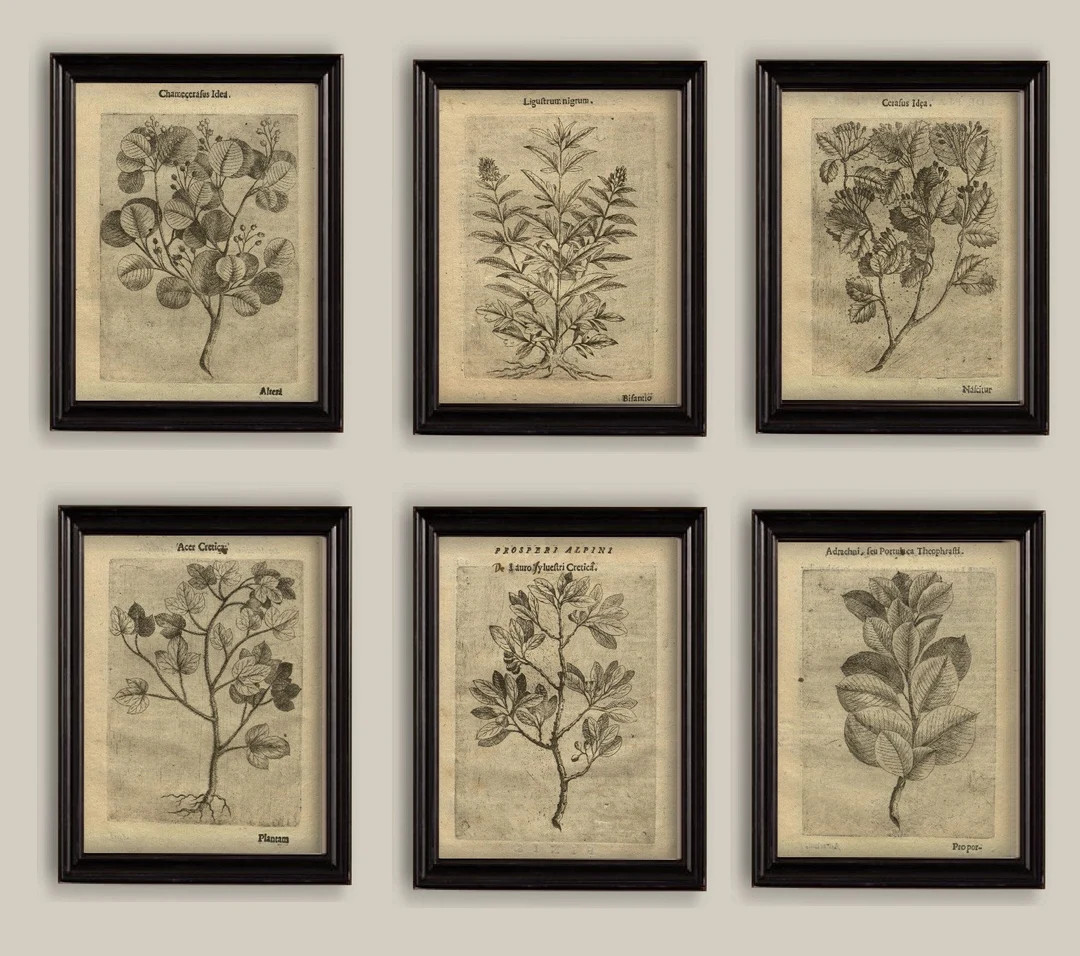 Old Botanical Sepia Vintage 17th Century Illustrations - Etsy Canada | Etsy (CAD)