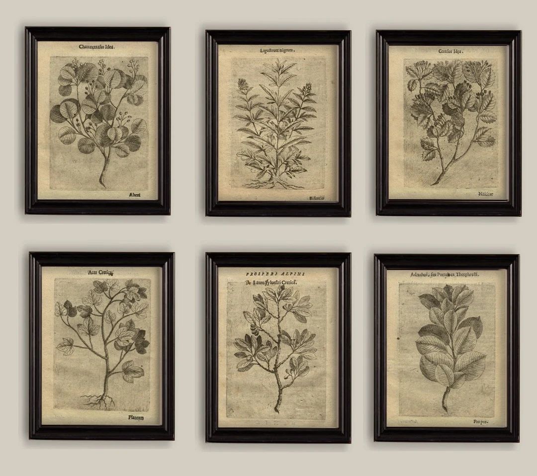 Old Botanical Sepia Vintage 17th Century Illustrations - Etsy Canada | Etsy (CAD)