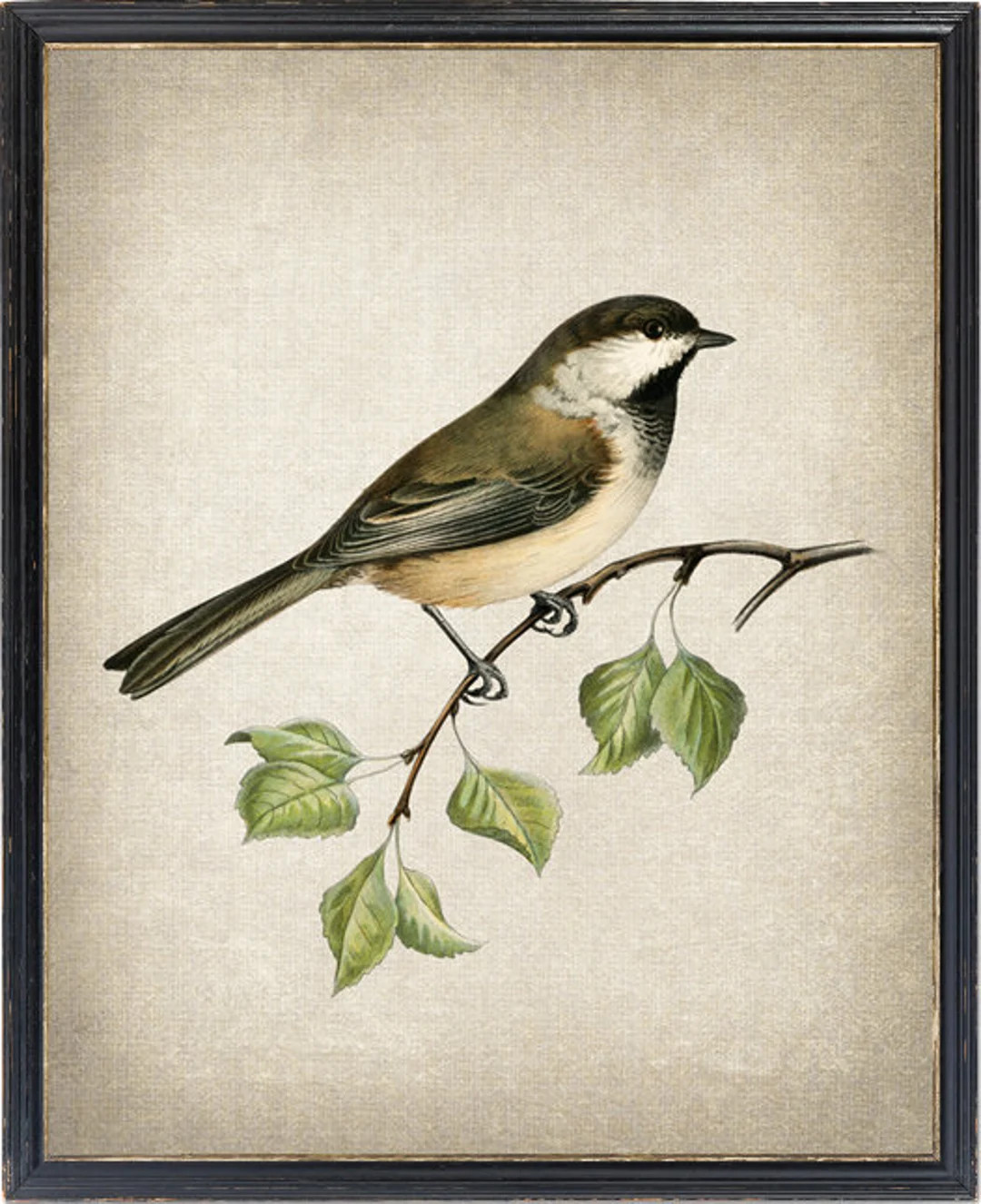 Bird Printable, 'Grey Headed Chickadee' Vintage Illustration, Ornithology Natural History, Wall A... | Etsy (US)