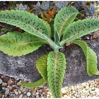 Donkey Ears - Gastonia Bonnieri Succulent Kalanchoe Live Plant | Etsy (US)