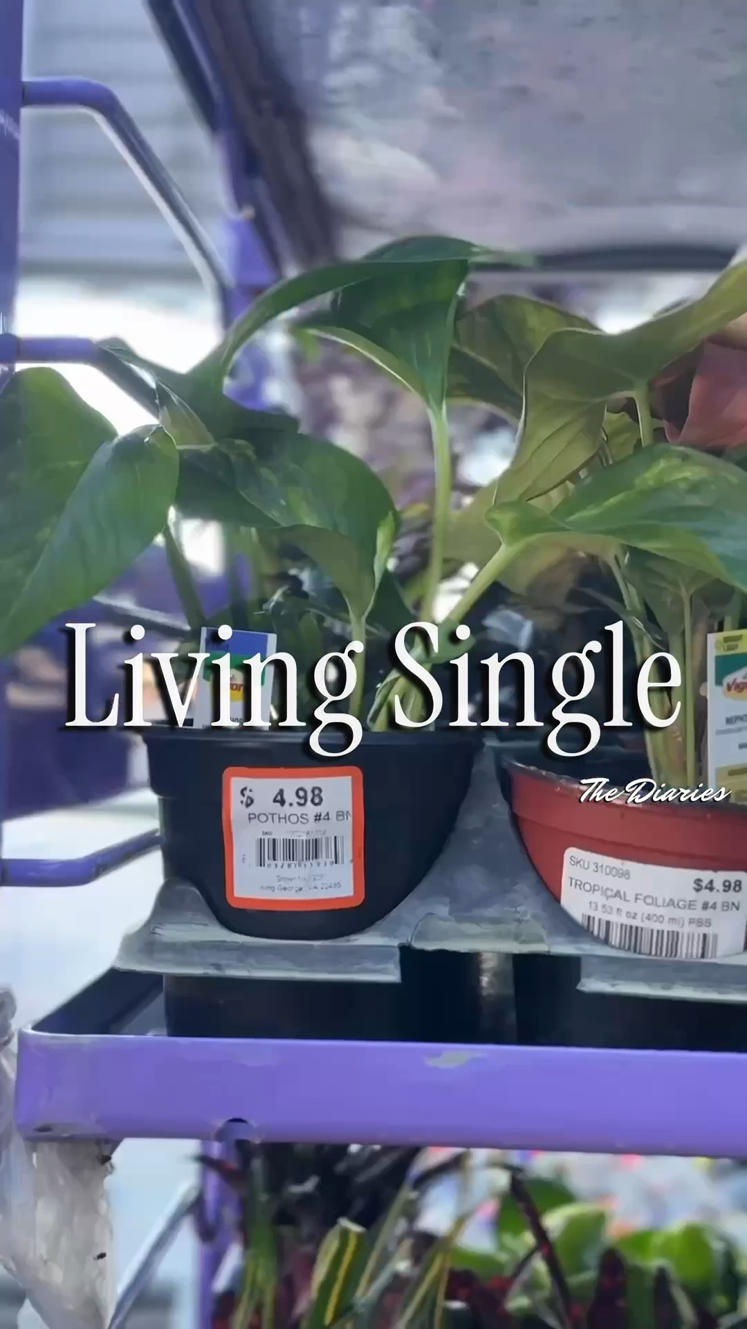 Living Single  

#LTKmorningroutine #LTKstorytime #LTKdayinmylife