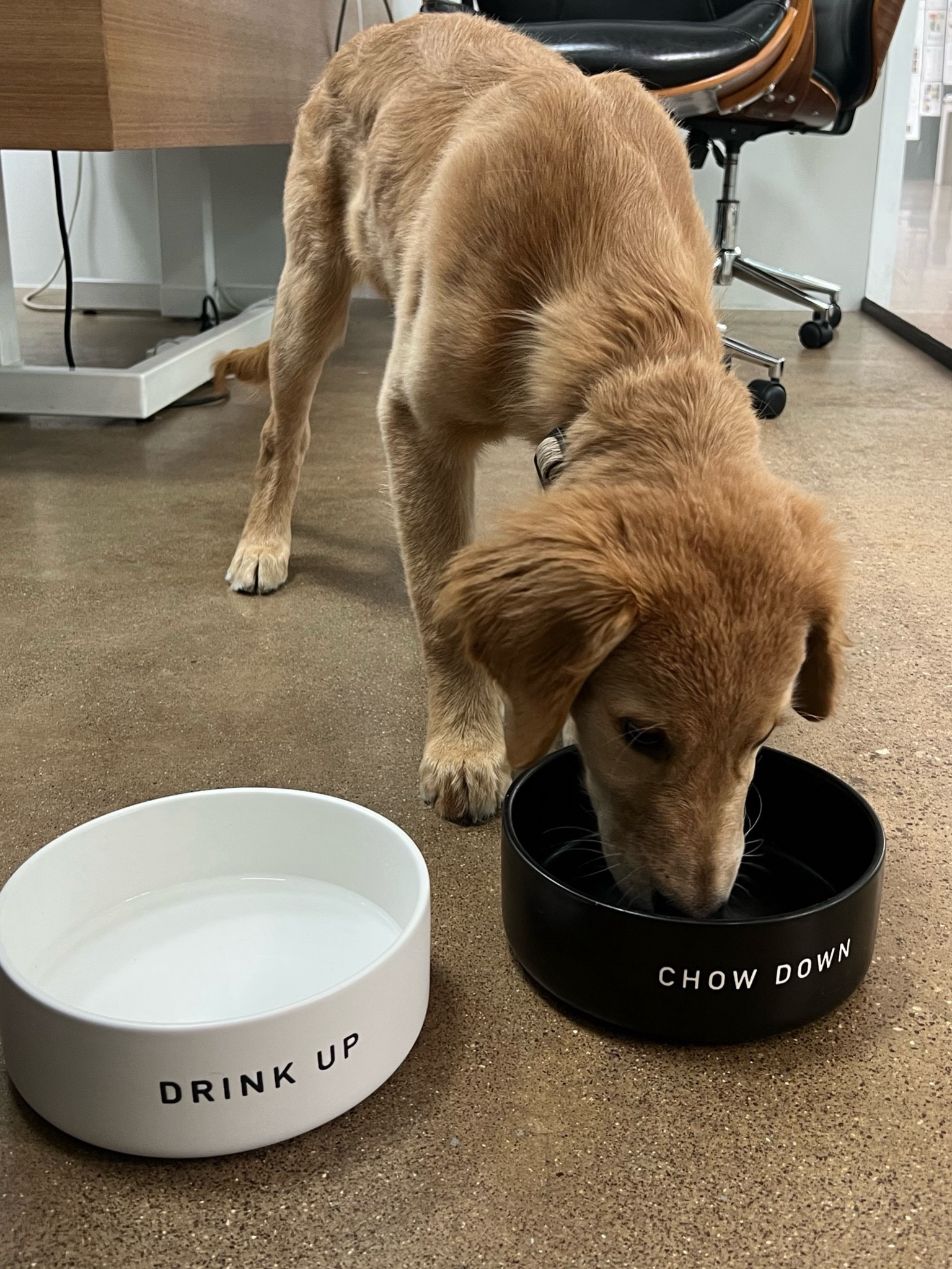 Such cute dog bowls from target on sale right now!! 

Puppy
Dog 
Home find 
Target find 


#LTKFamily #LTKFindsUnder50 #LTKHome